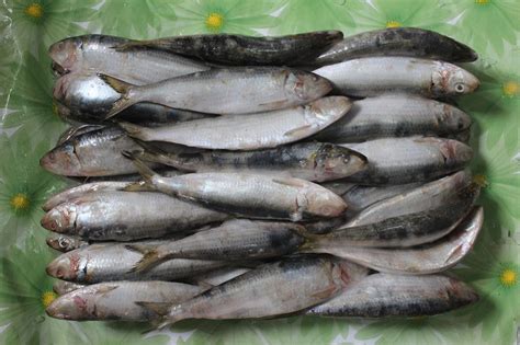 Frozen Sardines Bait for Your Successful Fishing Catch.
